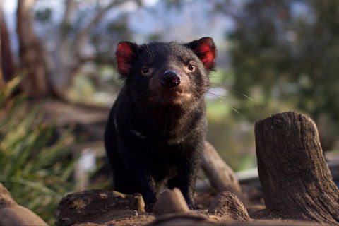 Bonorong Wildlife Sanctuary - SA Accommodation 0
