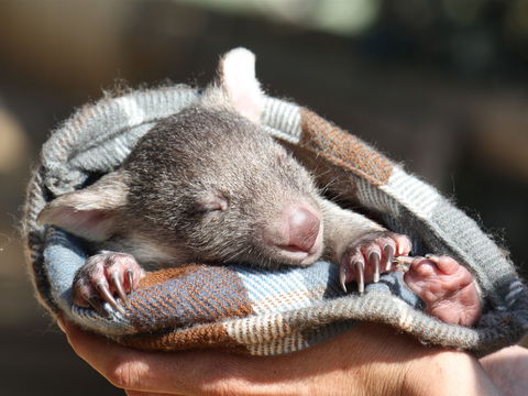 Bonorong Wildlife Sanctuary - SA Accommodation 2