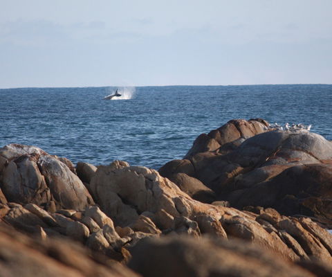 Cape Conran Coastal Park - SA Accommodation 1