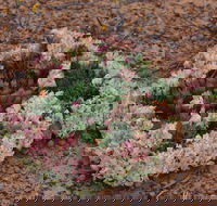 Coorow Wreath Flowers - SA Accommodation