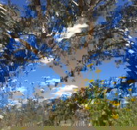 Euroa Arboretum - SA Accommodation