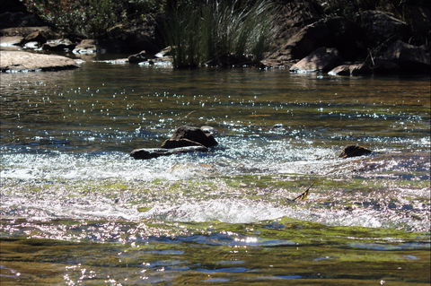 Frere's Crossing Bushwalk - SA Accommodation 1