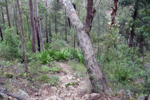 Frere's Crossing Bushwalk - SA Accommodation 2