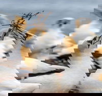 Gannets in Portland - SA Accommodation