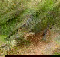 Grass Tree Circuit - SA Accommodation