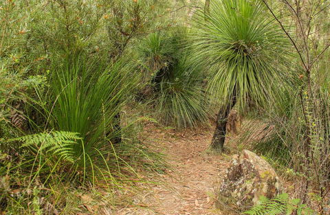 Grass Tree Circuit - SA Accommodation 0