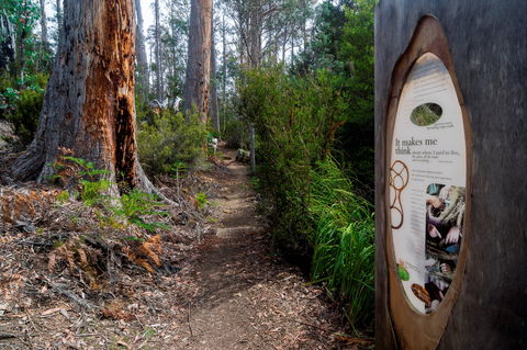 Lake St Clair (Cradle Mountain  - Lake St Clair National Park) - SA Accommodation 2