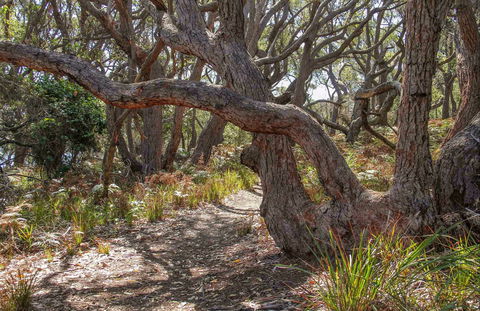 Middle Lagoon Walking Track - SA Accommodation 0