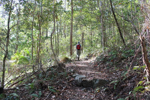 Morelia Walking Track, D'Aguilar National Park - SA Accommodation 1