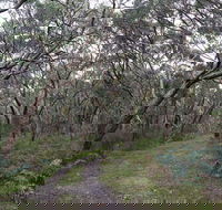 Pink Line and Loop Trail - Mountain Biking - SA Accommodation