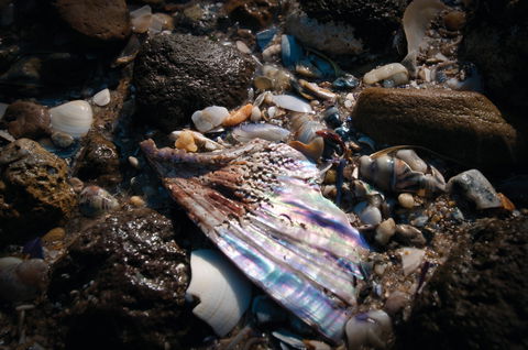 Point Cook Marine Sanctuary - SA Accommodation 1