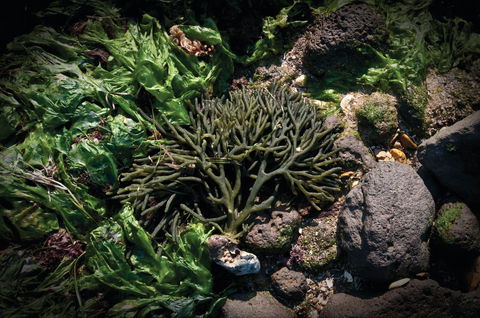 Point Cook Marine Sanctuary - SA Accommodation 2