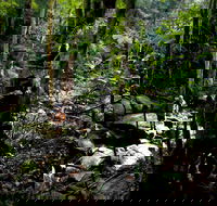 Strickland State Forest - SA Accommodation