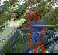 Valley of the Giants Tree Top Walk - SA Accommodation