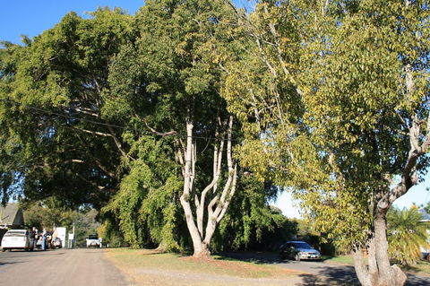 Anzac Avenue Memorial Trees, Beerburrum - SA Accommodation 0