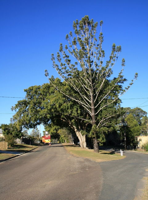 Anzac Avenue Memorial Trees, Beerburrum - SA Accommodation 1