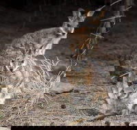 Bald Hill Walk - Cape Gantheaume Conservation Park - SA Accommodation