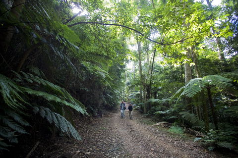Booloumba Falls Walk, Conondale National Park - SA Accommodation 2