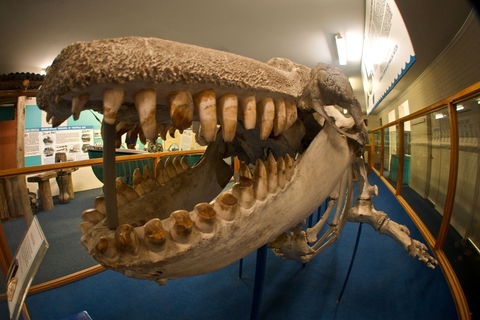 Eden Killer Whale Museum - SA Accommodation 0