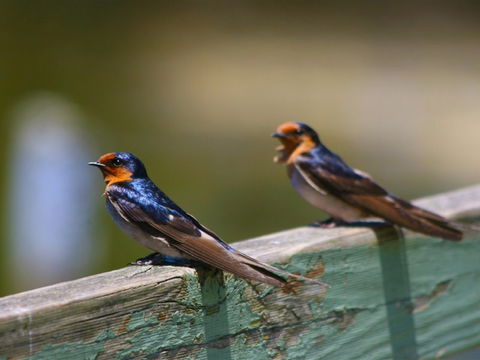 Hunter Wetlands Centre - SA Accommodation 2