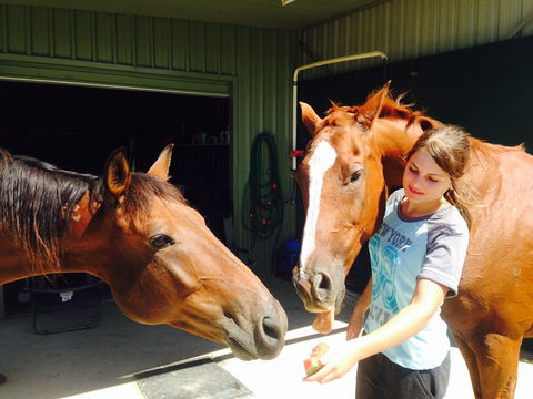 Iris Lodge Alpacas - SA Accommodation 0