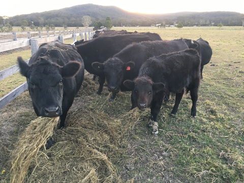 Iris Lodge Alpacas - SA Accommodation 1