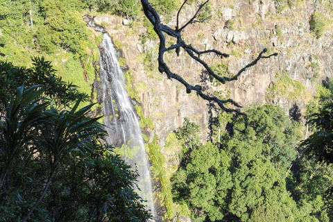 Morans Falls Track, Lamington National Park - SA Accommodation 0