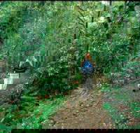Mount Cougal Springbrook National Park - SA Accommodation