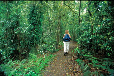 Mount Cougal, Springbrook National Park - SA Accommodation 0