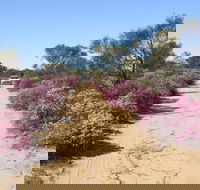 Reynoldson's Flora Reserve - SA Accommodation
