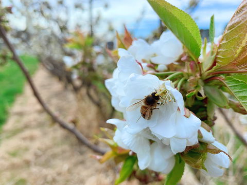 Tasmania Birchs Bay Cherries - SA Accommodation 1
