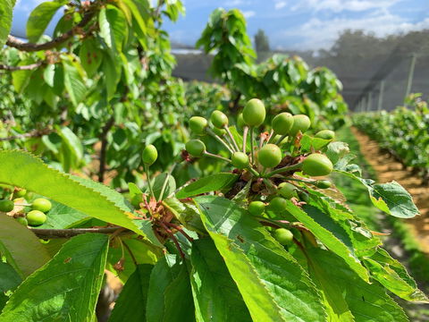 Tasmania Birchs Bay Cherries - SA Accommodation 2