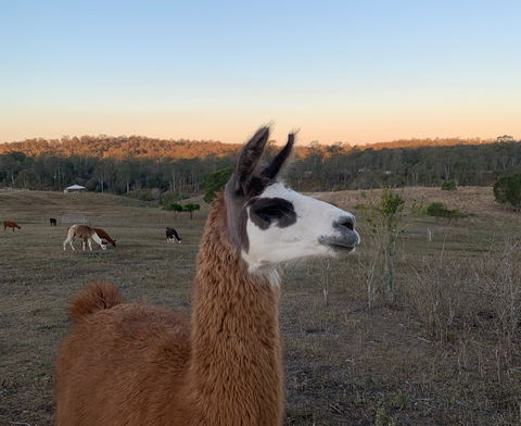 The Llama Farm - SA Accommodation 0