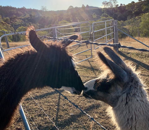 The Llama Farm - SA Accommodation 1