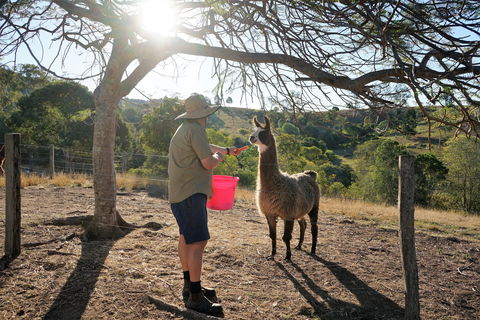 The Llama Farm - SA Accommodation 2