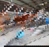 The Equine Club - SA Accommodation