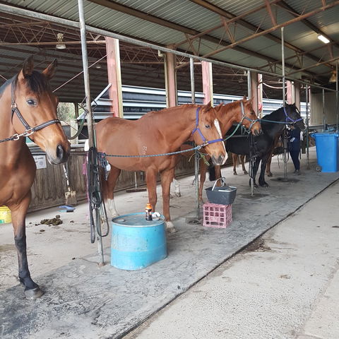 The Equine Club - SA Accommodation 0