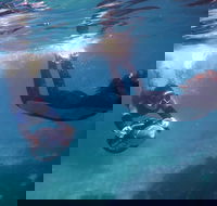 Small-Group Underwater Scooter Experience in Clovelly - SA Accommodation