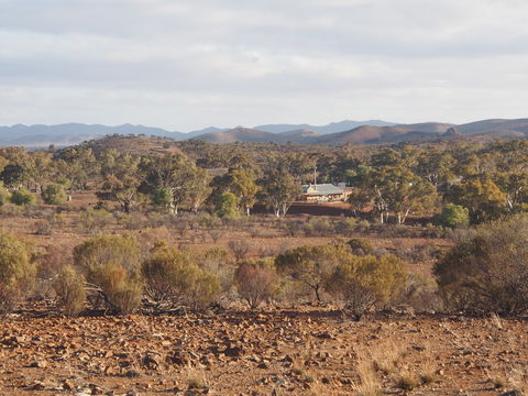 Blinman Belt And Buckle Maker Outback Studio/gallery - SA Accommodation 1