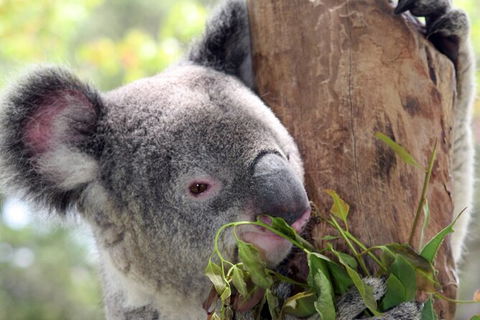 Private 10-hour Tour To Blue Mountains From Sydney - Hotel Pick Up & Drop Off - SA Accommodation 2