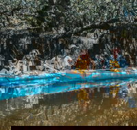 Kayak Tour in Adelaide Dolphin Sanctuary - SA Accommodation