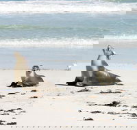 Kangaroo Island Personal Group Tours - SA Accommodation