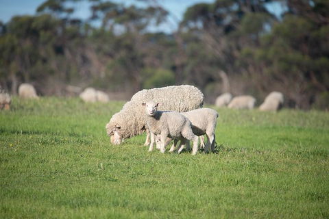 Fine Flavours - Full Day Kangaroo Island Food & Wine Tour - SA Accommodation 9