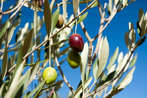 Fine Flavours - Full Day Kangaroo Island Food & Wine Tour - SA Accommodation 3