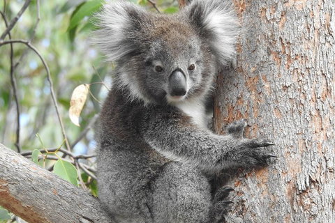 Adelaide Hills Private Day Tour - SA Accommodation 3