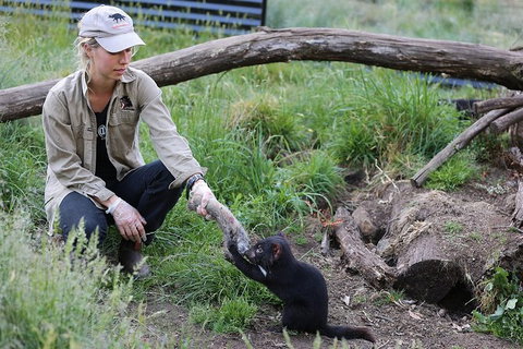 After Dark Tasmanian Devil Feeding Tour At Cradle Mountain - SA Accommodation 3