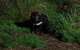 After Dark Tasmanian Devil Feeding Tour At Cradle Mountain - thumb 1