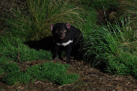After Dark Tasmanian Devil Feeding Tour At Cradle Mountain - SA Accommodation 1