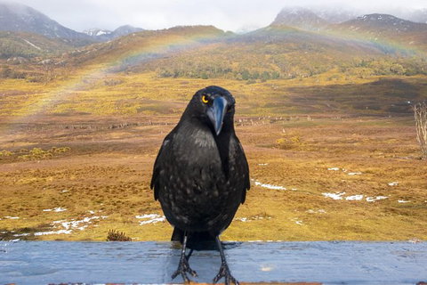 Cradle Mountain Park Explorer - SA Accommodation 5
