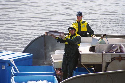 Afternoon Gordon River Dinner Cruise - Departing 3pm - SA Accommodation 3